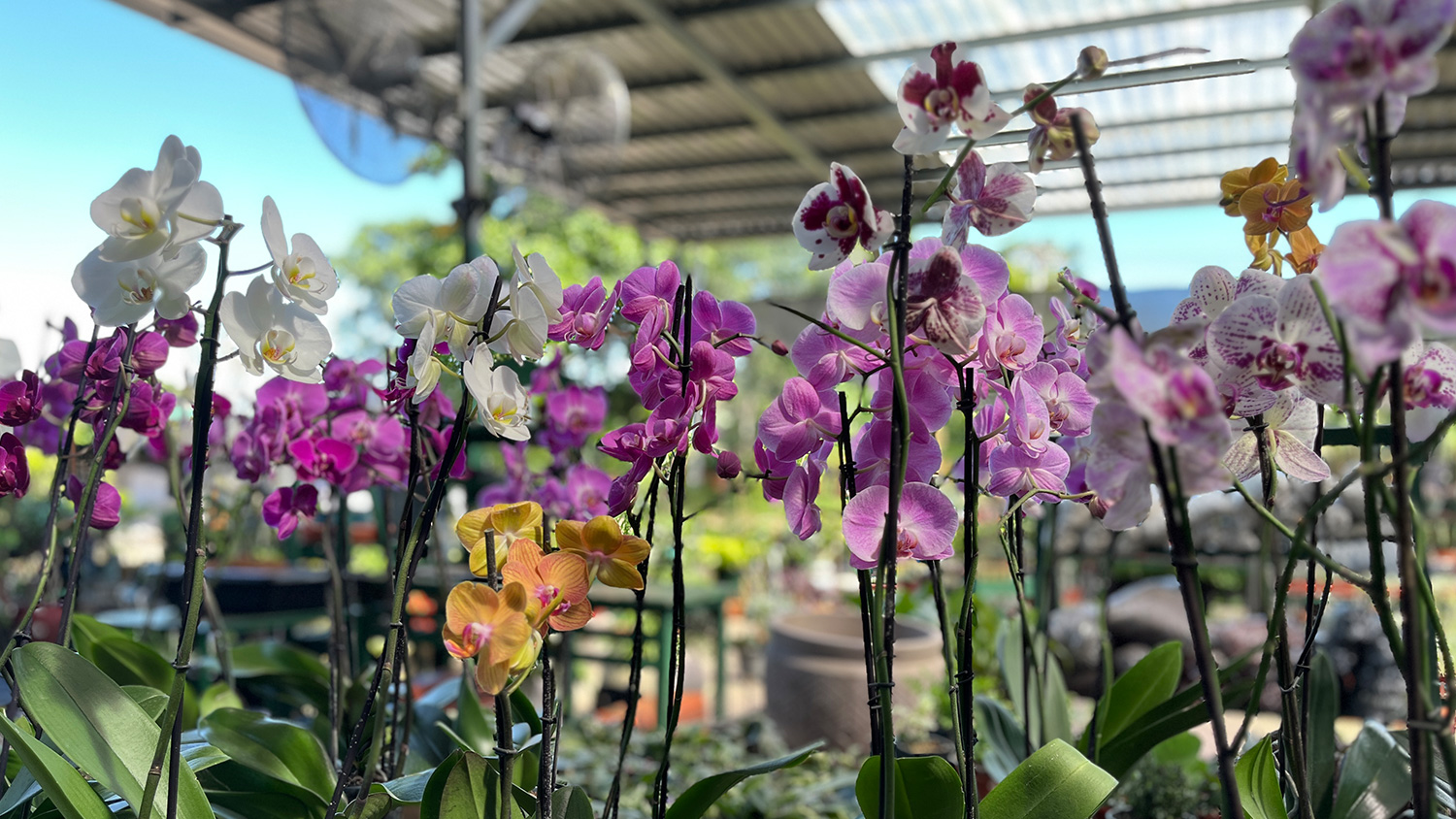 botanic-orchids